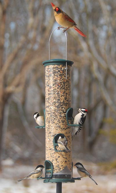 Aspects Big Tube Wild Bird Feeder, Spruce