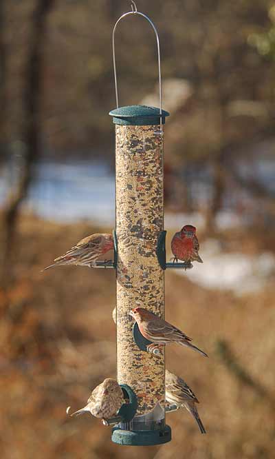 Aspects Quick-Clean Seed Tube Wild Bird Feeder, Lrg., Spruce