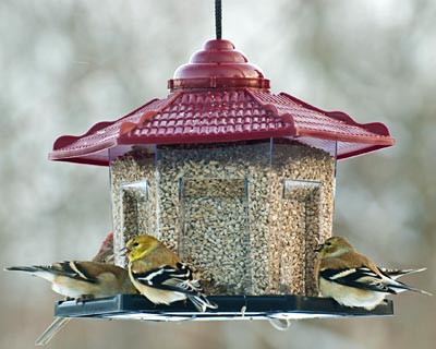 Audubon Gazebo Bird Feeder