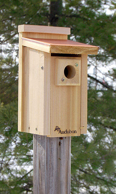 Audubon Coppertop Bluebird House – BirdYard Direct