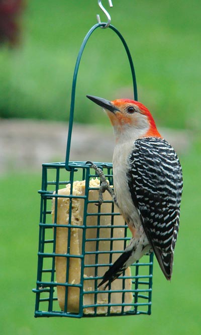 Audubon Single Suet Cake Feeder