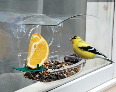 Audubon Mixed Treat Window Feeder