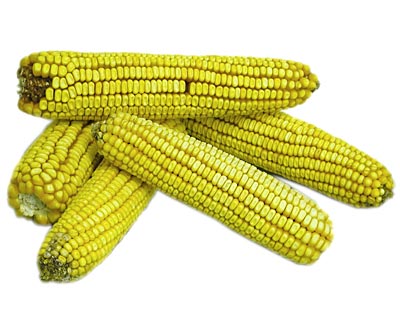 Ear Corn, 25 lbs.