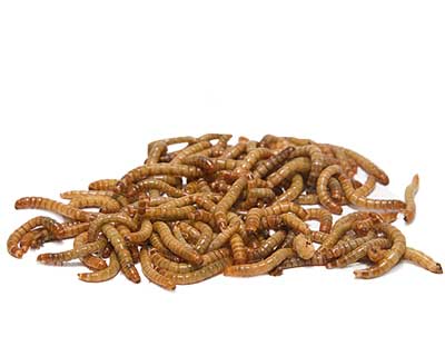 Gardman Dried Mealworms - 42 ounces