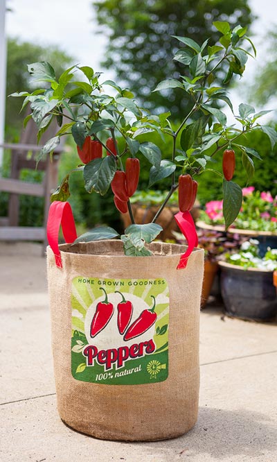 Panacea Peppers Grow Bag, 11" dia.