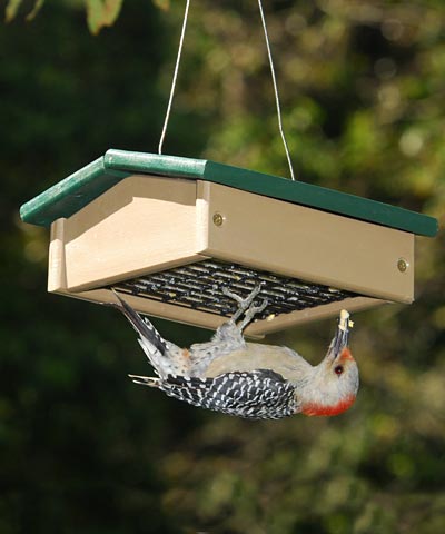 Songbird Essentials Upside-Down Suet Feeder, Green/Brown