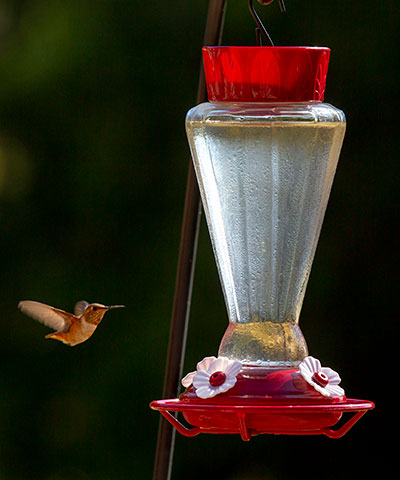 Stokes Royal Hummingbird Feeder, 27 oz.