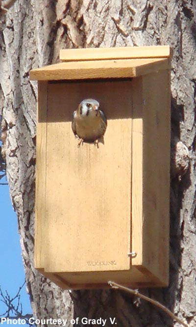 Woodlink Screech Owl & Kestrel House